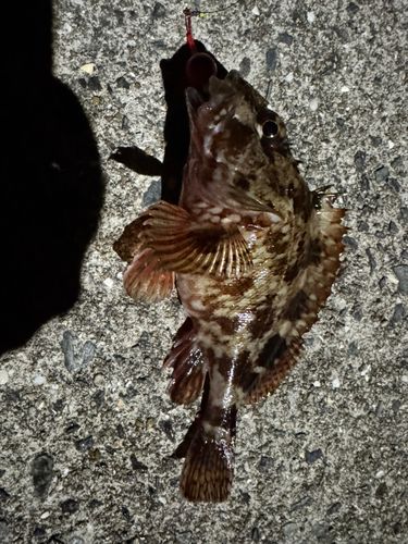 カサゴの釣果