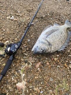 ミナミクロダイの釣果