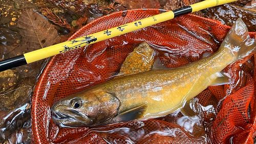 イワナの釣果