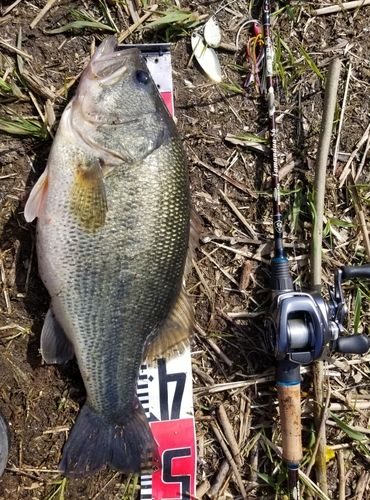 ブラックバスの釣果