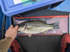 ラージマウスバスの釣果