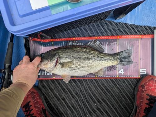 ラージマウスバスの釣果