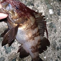 メバル