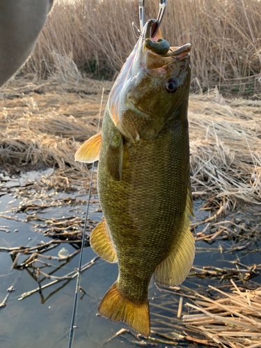 スモールマウスバスの釣果