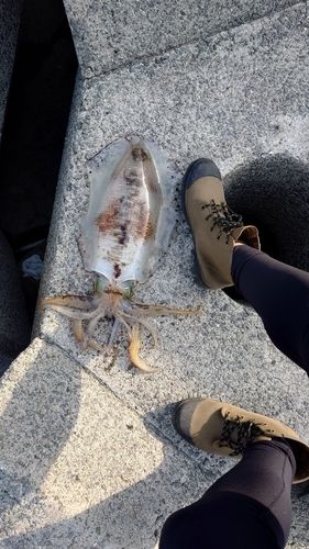アオリイカの釣果