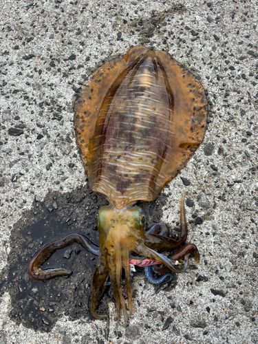 アオリイカの釣果