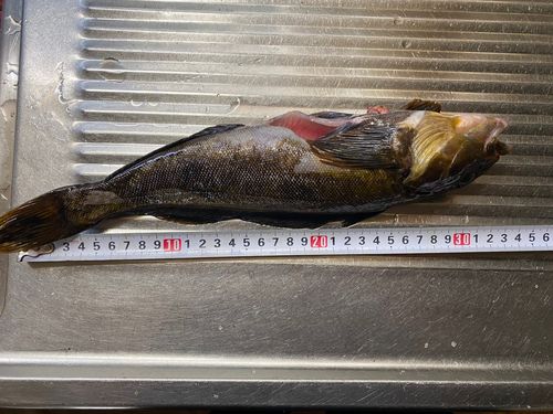 アイナメの釣果