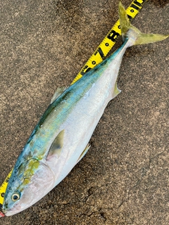 ブリの釣果