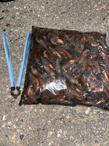 ホタルイカの釣果