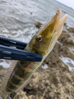 カマスベラの釣果