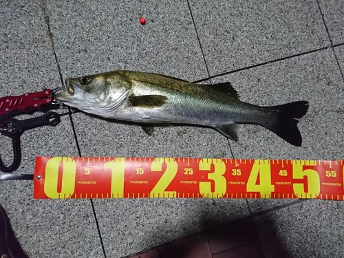 シーバスの釣果