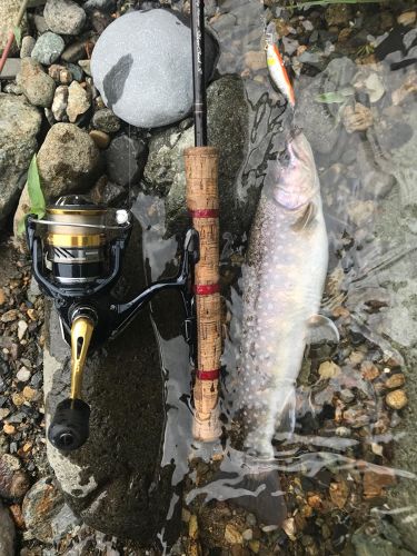 イワナの釣果