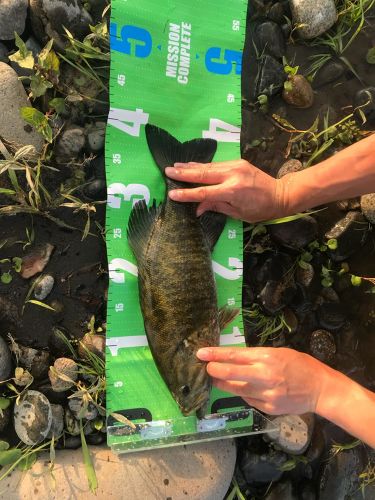 スモールマウスバスの釣果