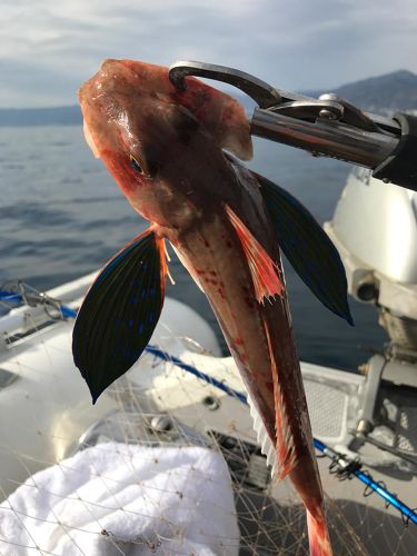 ホウボウの釣果