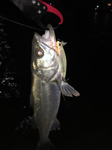 シーバスの釣果