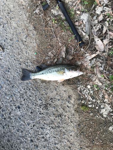 ラージマウスバスの釣果