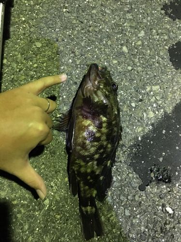 ムラソイの釣果