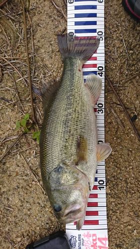 ブラックバスの釣果