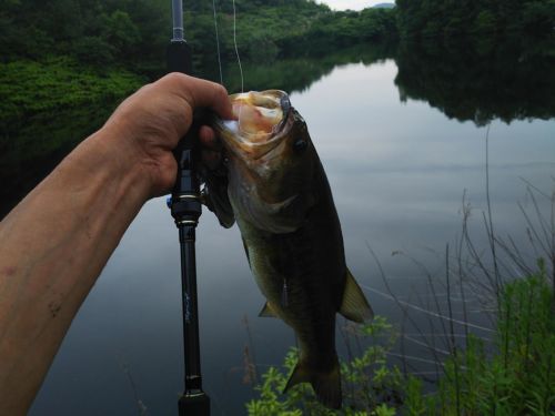 ブラックバスの釣果