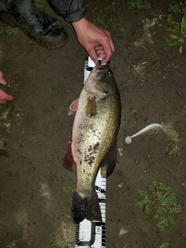 ラージマウスバスの釣果