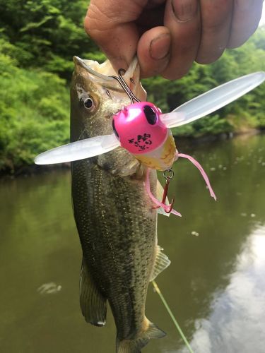 ブラックバスの釣果