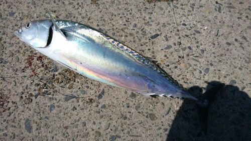 ソウダガツオの釣果