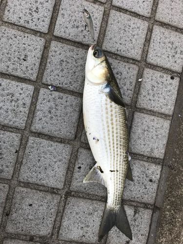 ボラの釣果