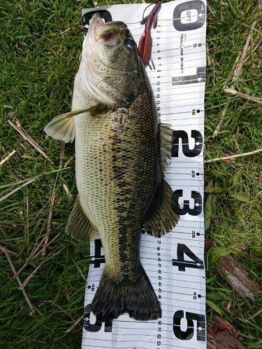 ブラックバスの釣果