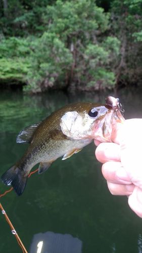 ラージマウスバスの釣果