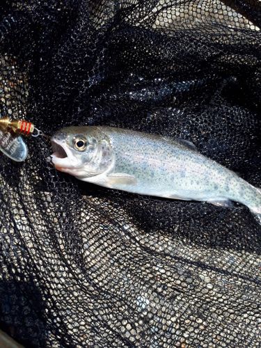 ニジマスの釣果