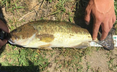 ブラックバスの釣果