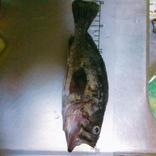 クロソイの釣果