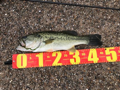 ブラックバスの釣果