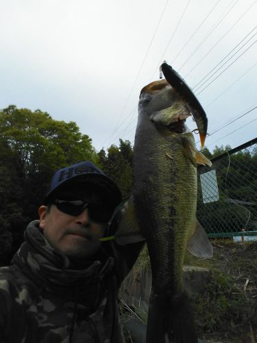 ラージマウスバスの釣果