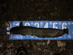 ナマズの釣果