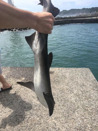 サメの釣果