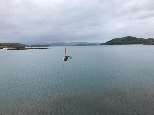 フグの釣果