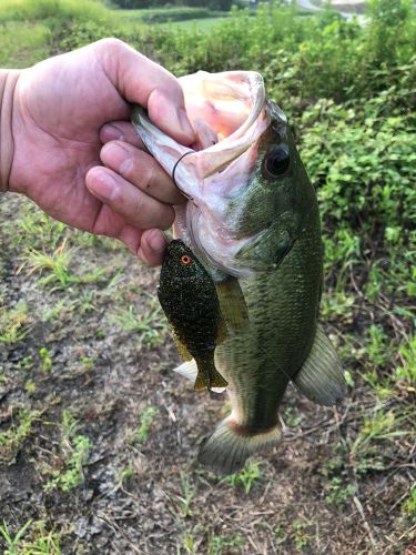 ブラックバスの釣果