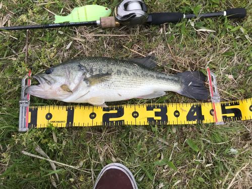 ブラックバスの釣果