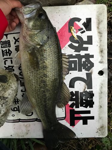 ブラックバスの釣果