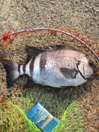 イシダイの釣果