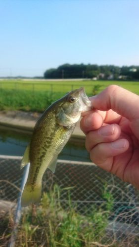 ラージマウスバスの釣果