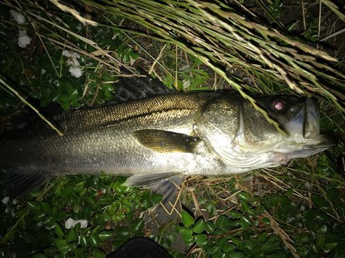 シーバスの釣果