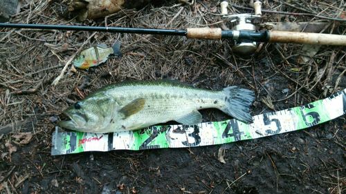 ラージマウスバスの釣果