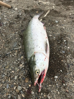 カラフトマスの釣果