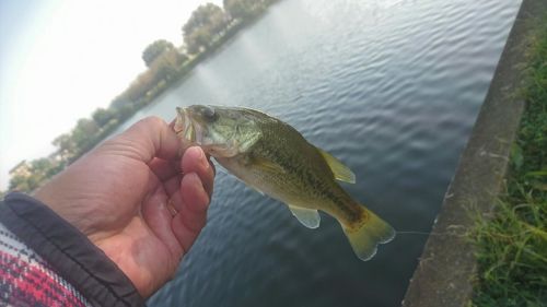 ブラックバスの釣果