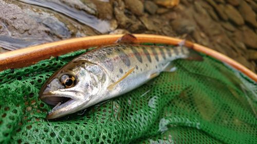 ヤマメの釣果