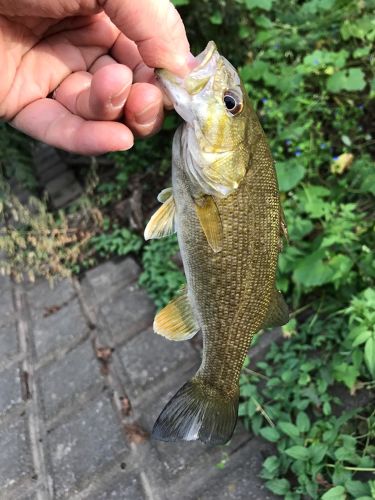 スモールマウスバスの釣果