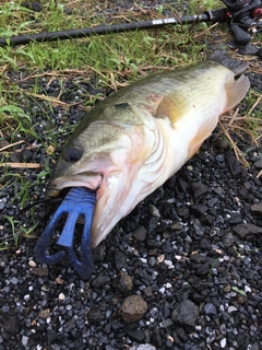 ラージマウスバスの釣果