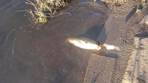 コイの釣果